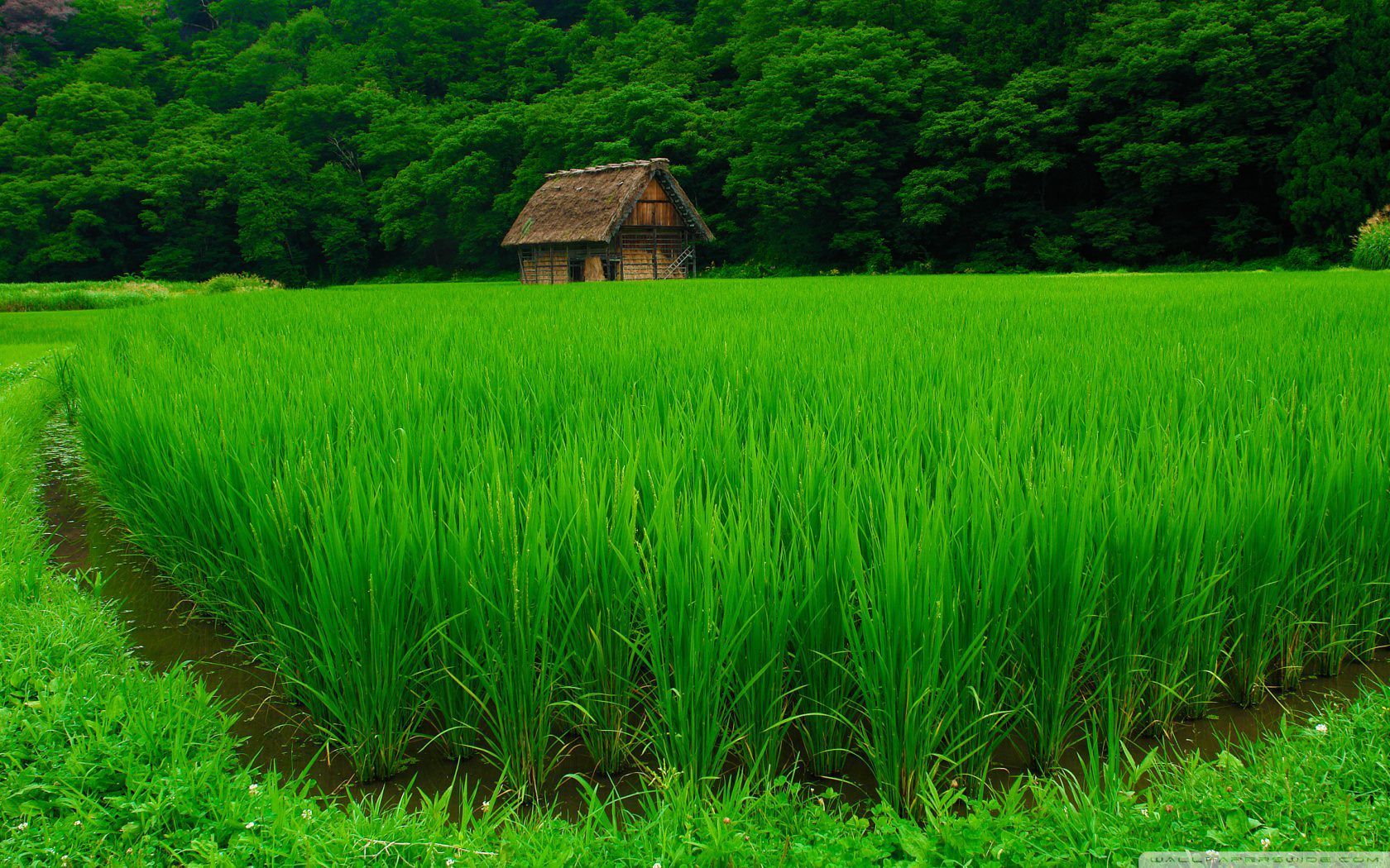 Green Japanese Wallpapers