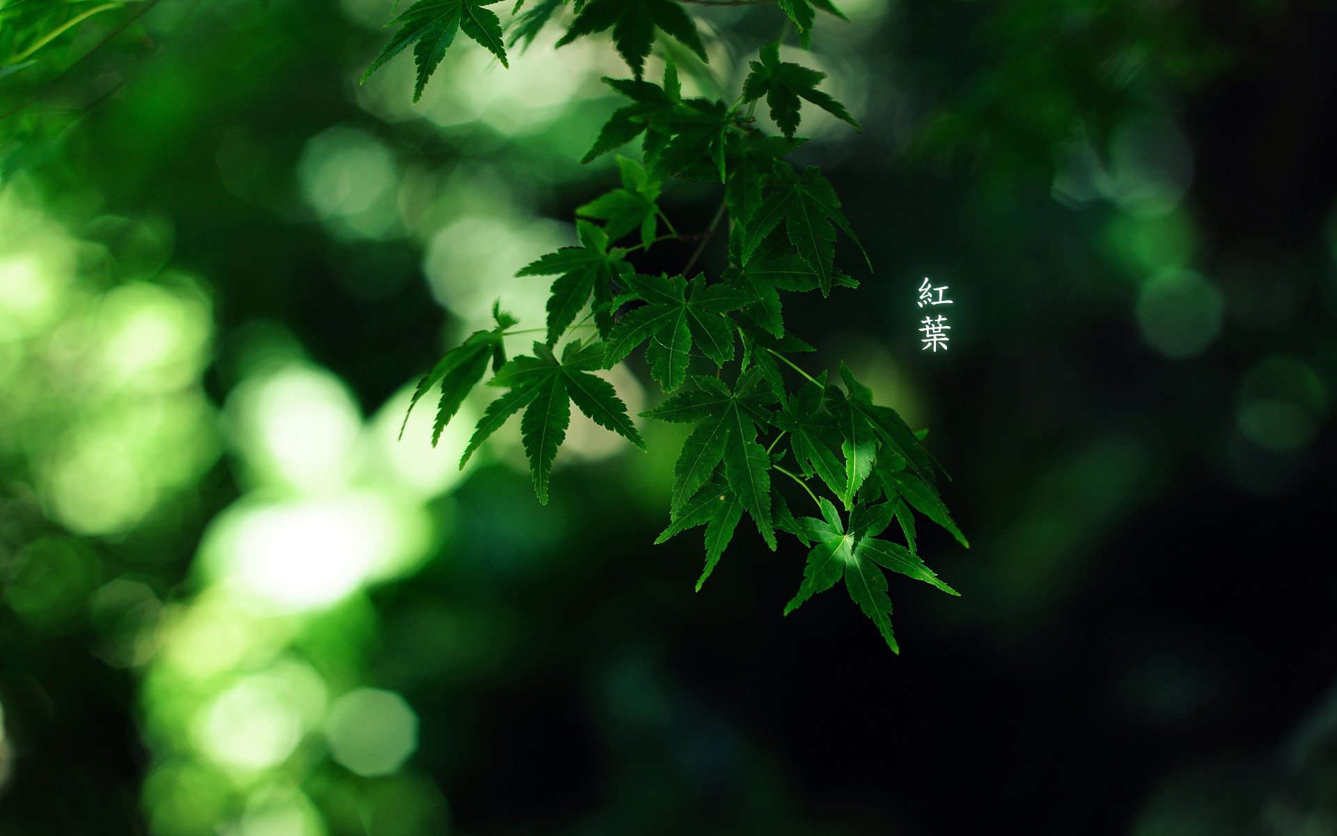 Green Japanese Wallpapers