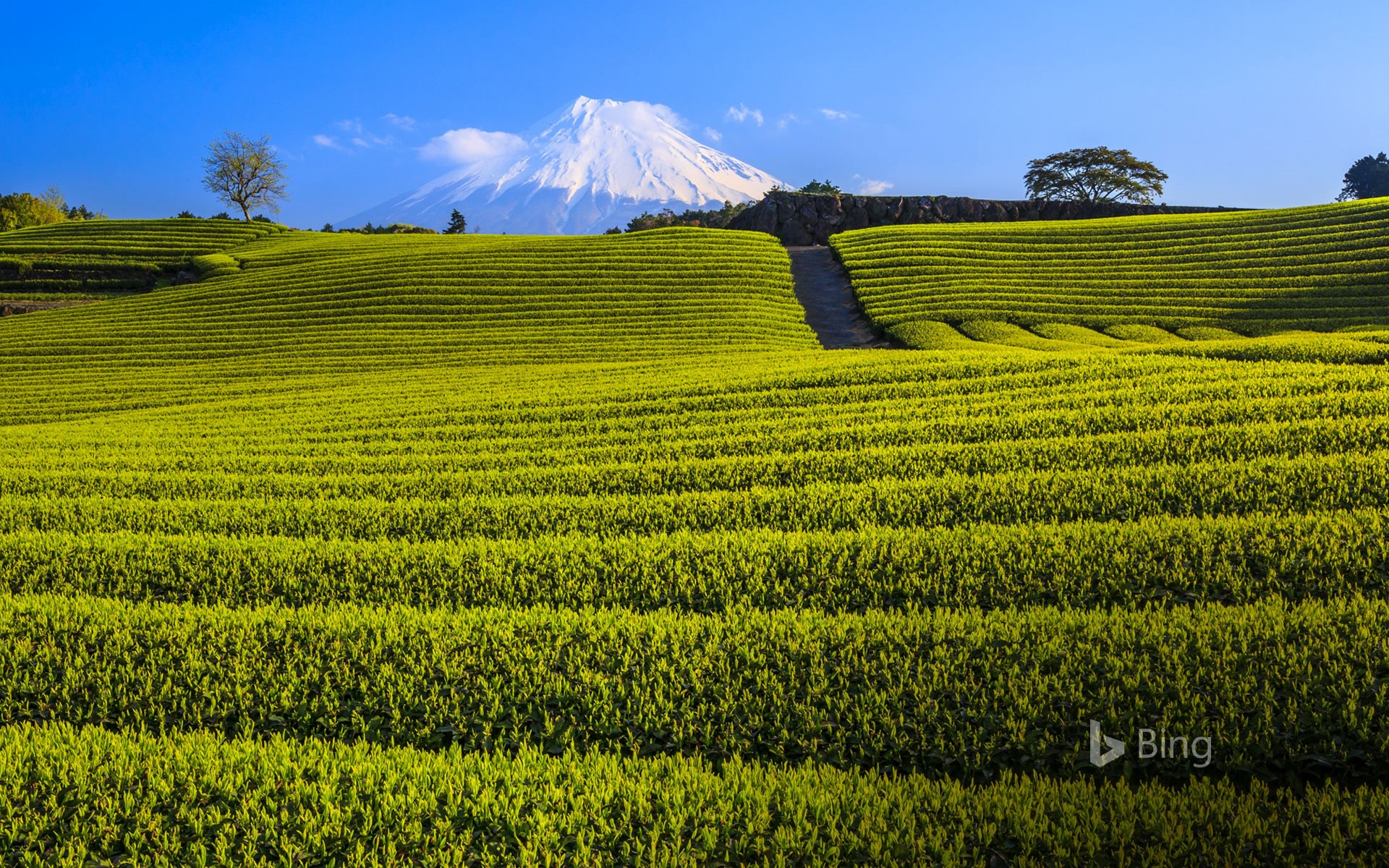 Green Japanese Wallpapers