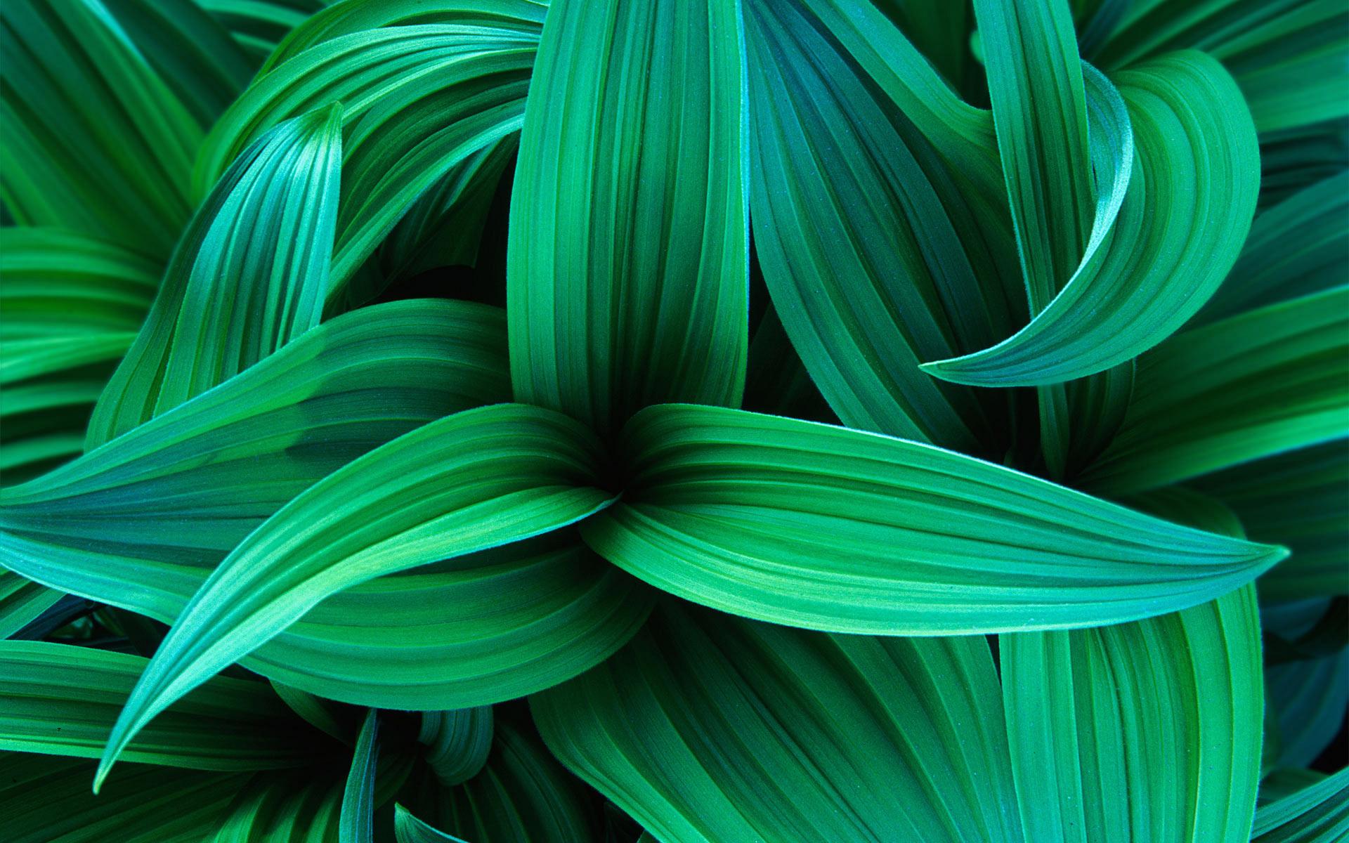 Green Leaf Wallpapers