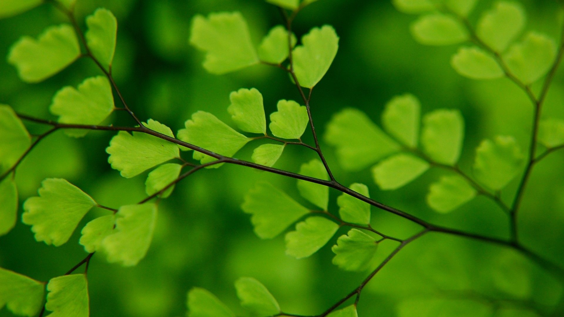 Green Leaf Wallpapers