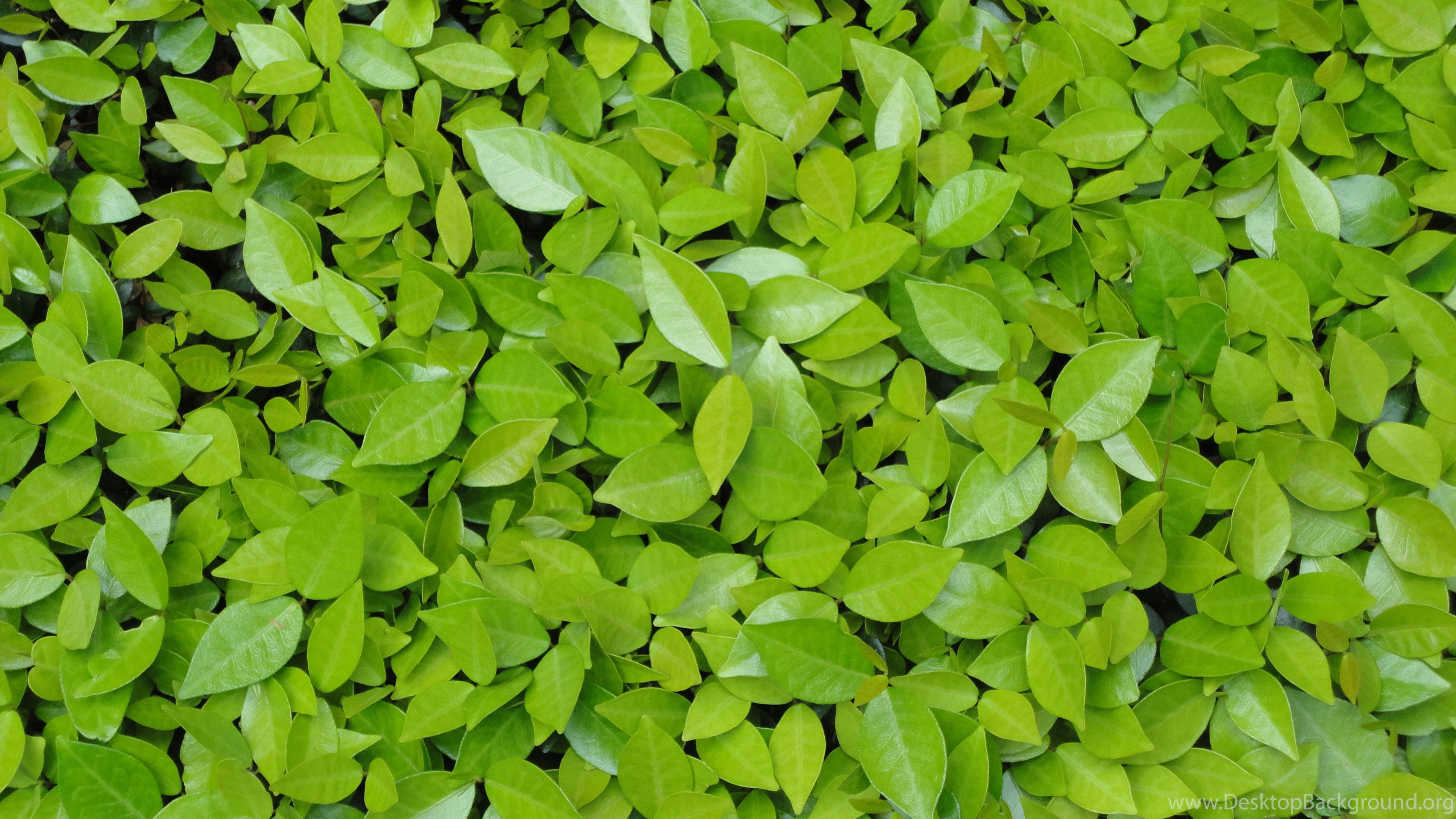 Green Leaf Wallpapers