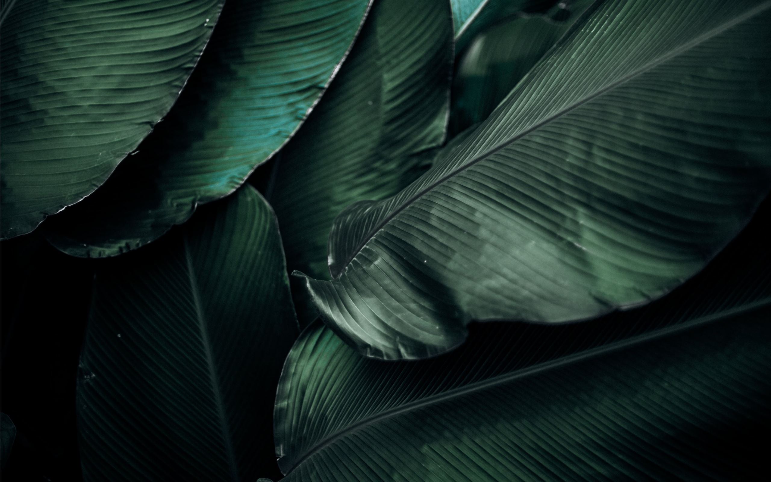 Green Leaf Wallpapers