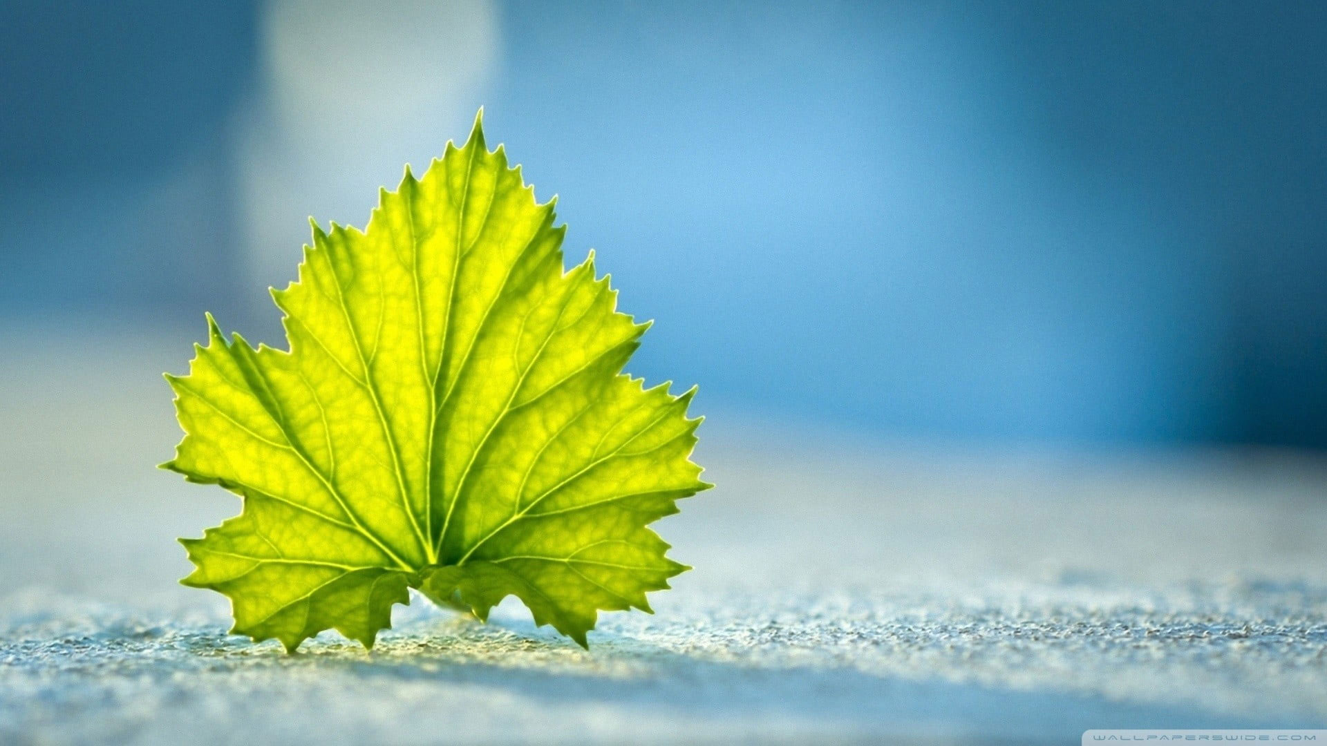 Green Leaf Wallpapers