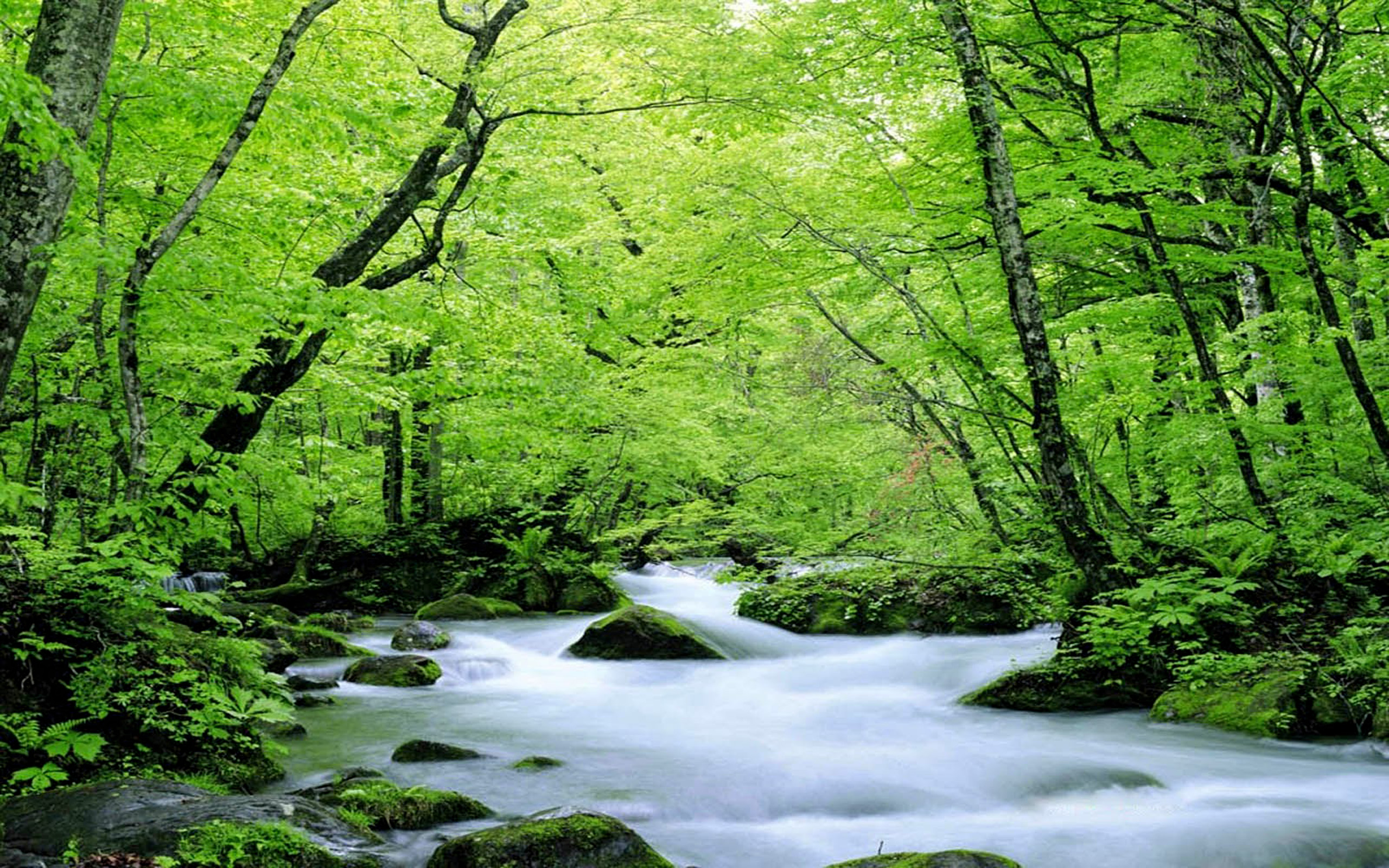 Green Nature Wallpapers