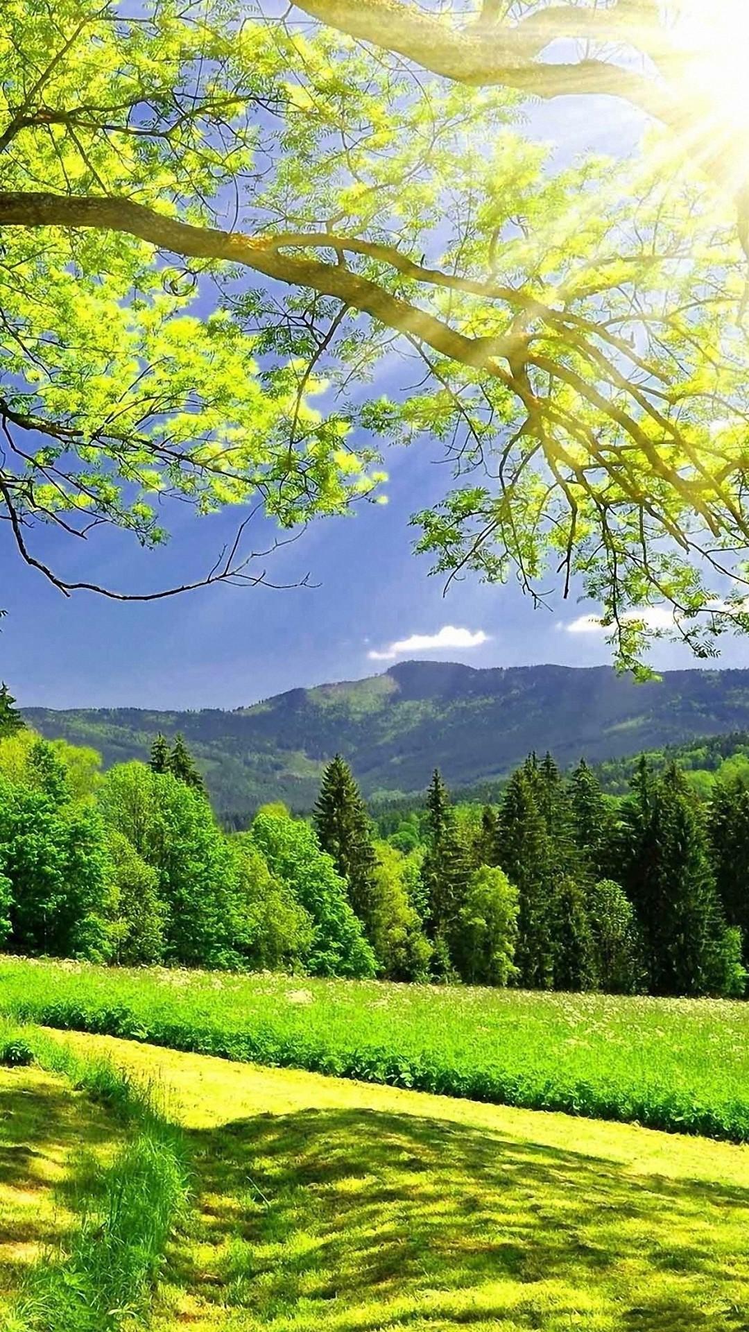 Green Nature Wallpapers