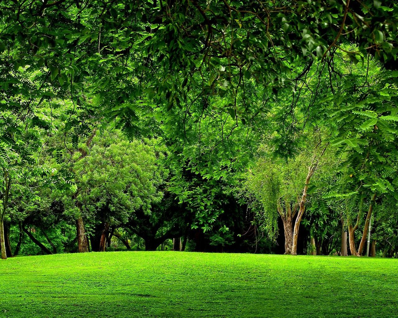 Green Scenery Wallpapers