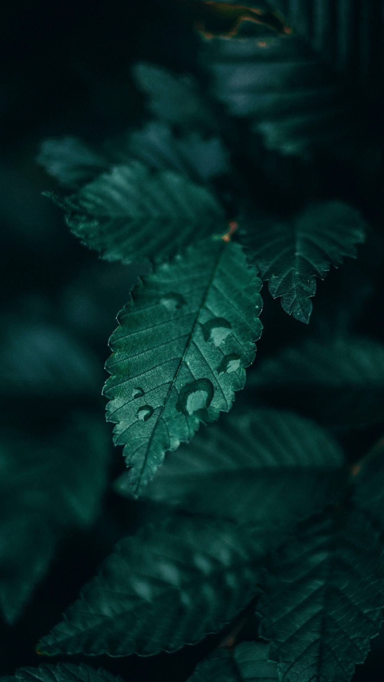 Green Slytherin Aesthetic Wallpapers