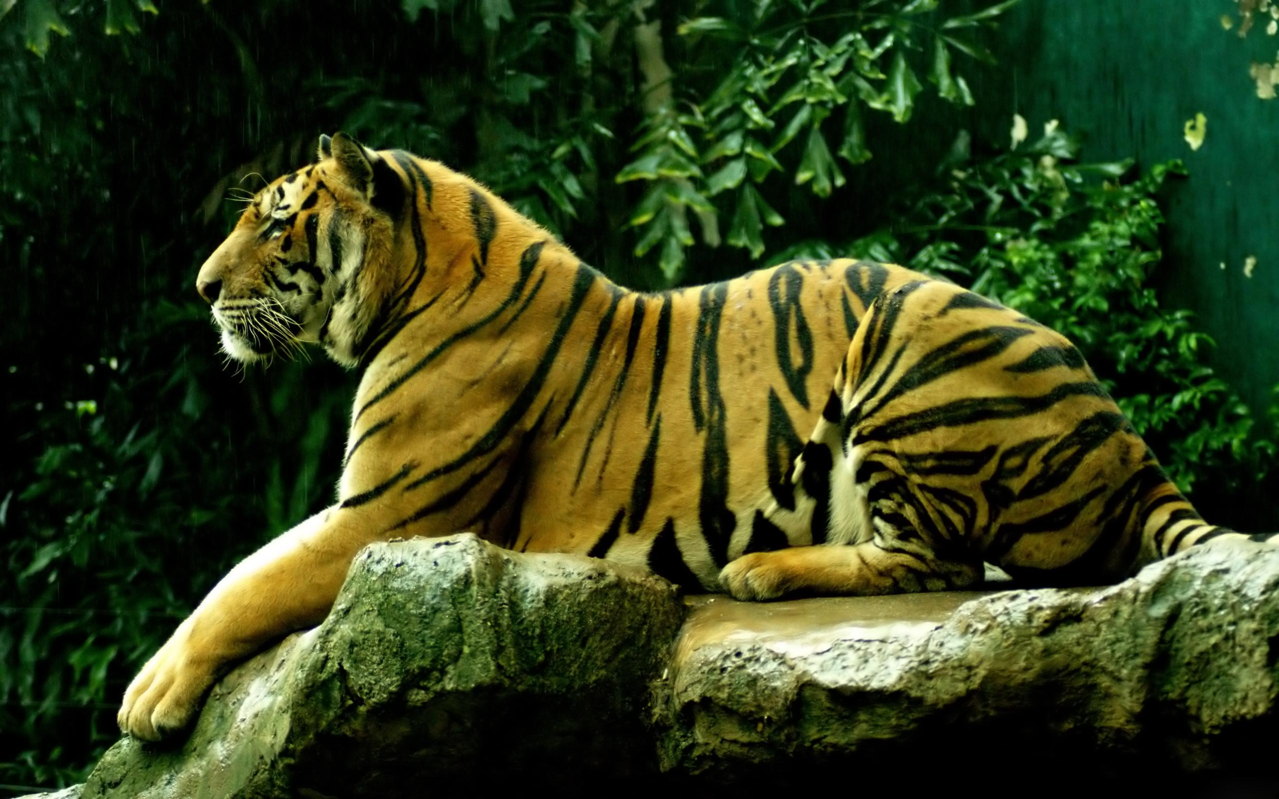 Green Tiger Wallpapers