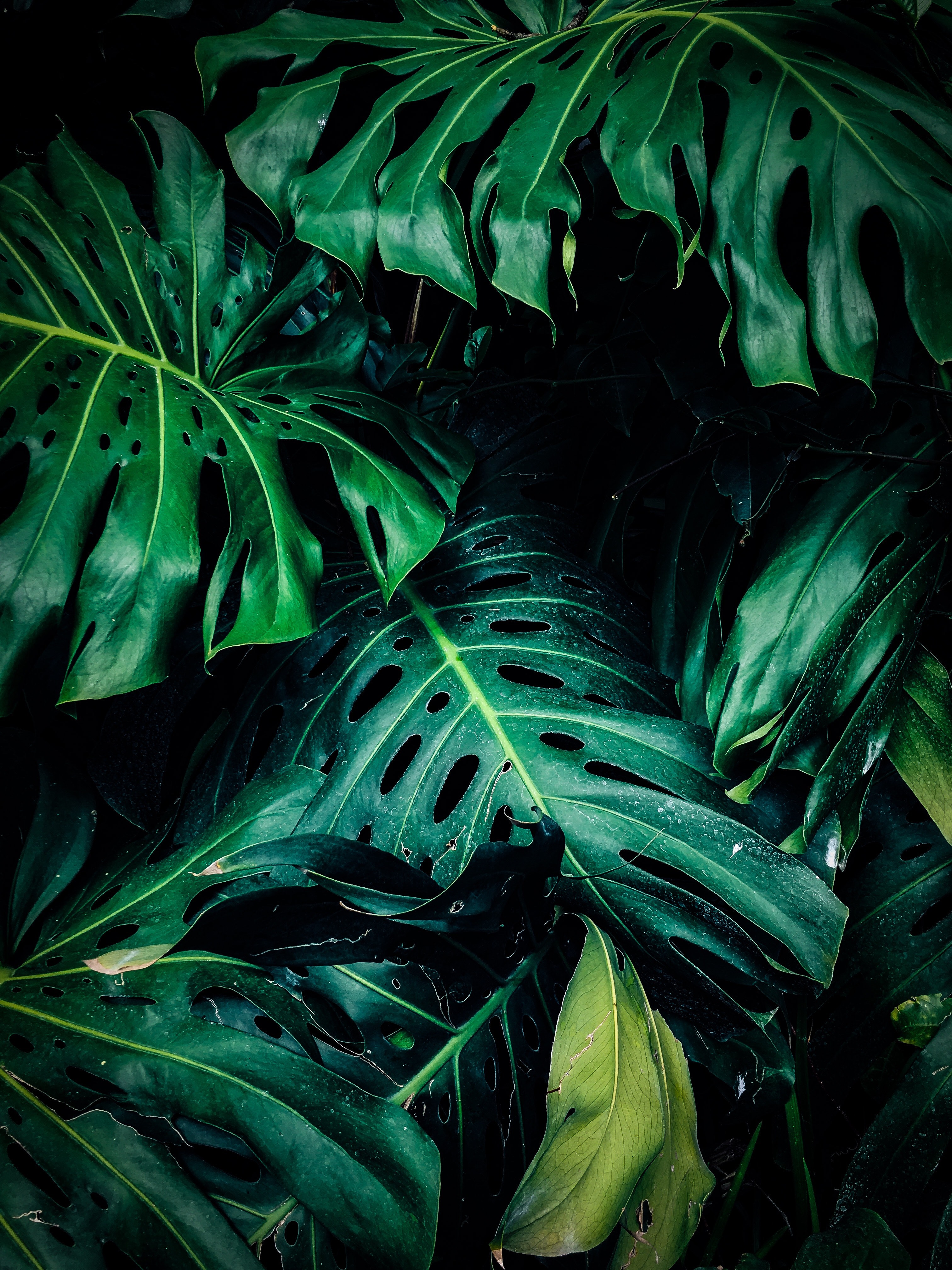 Green Wallpapers