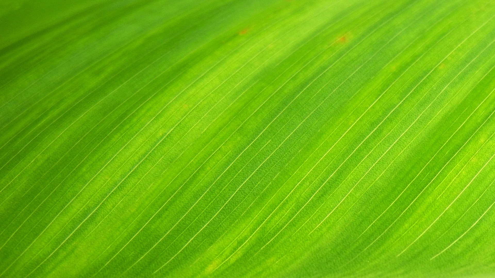 Green Wallpapers