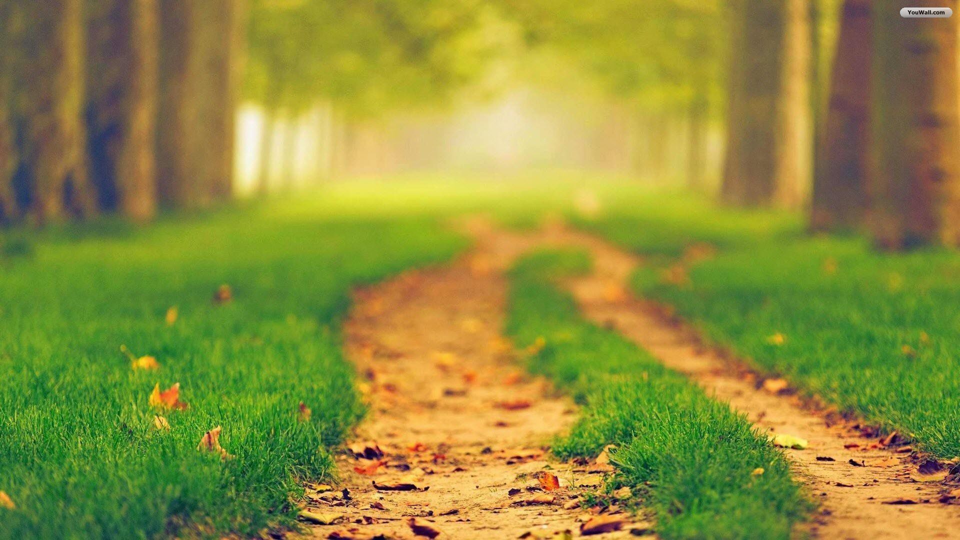 Green Yellow Pathway Wallpapers