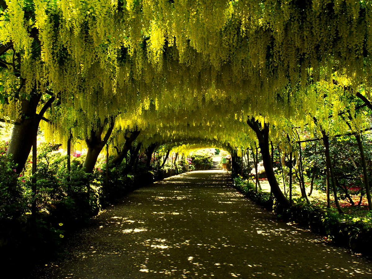 Green Yellow Pathway Wallpapers