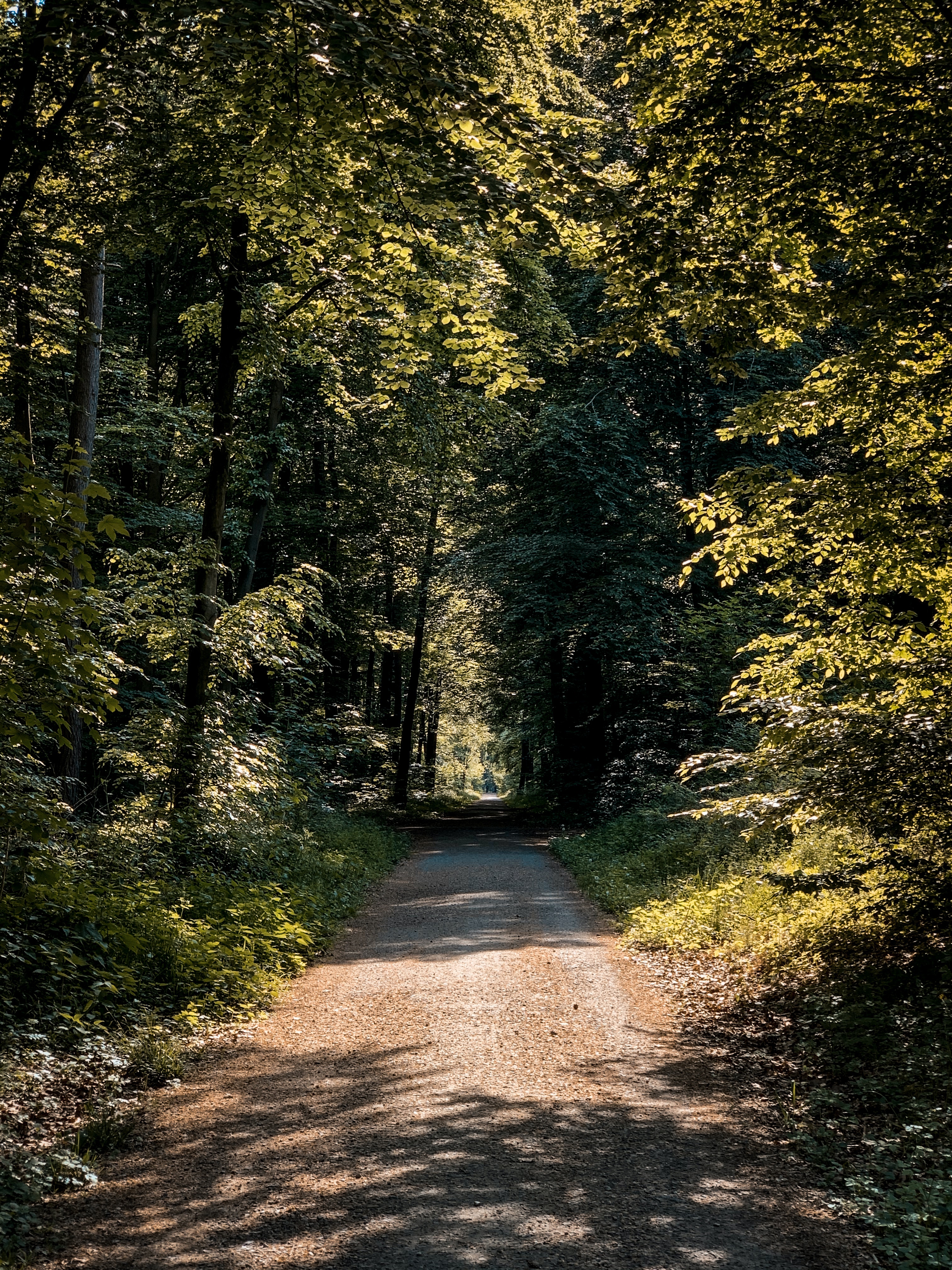 Green Yellow Pathway Wallpapers