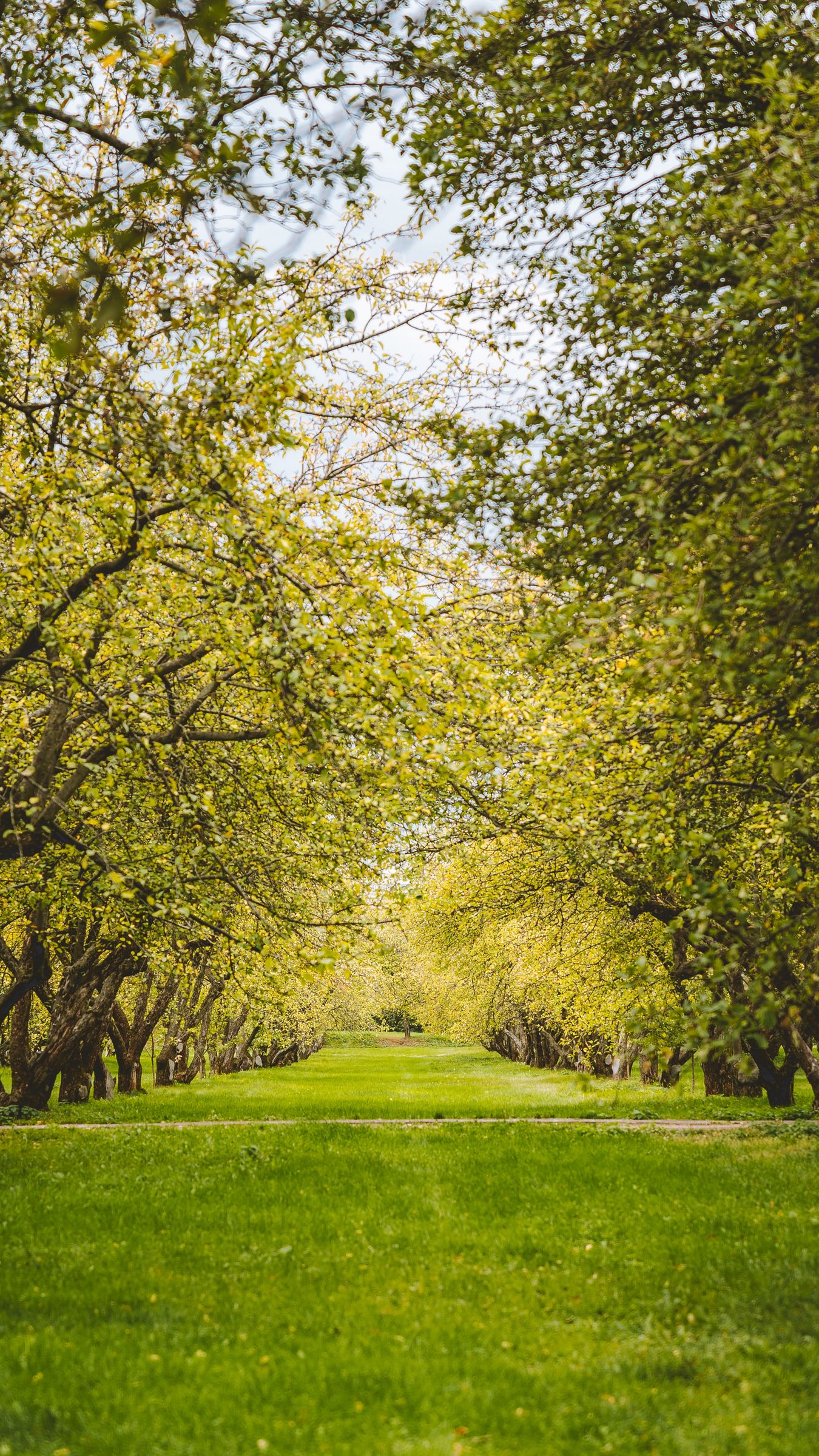 Greenery Background Iphone