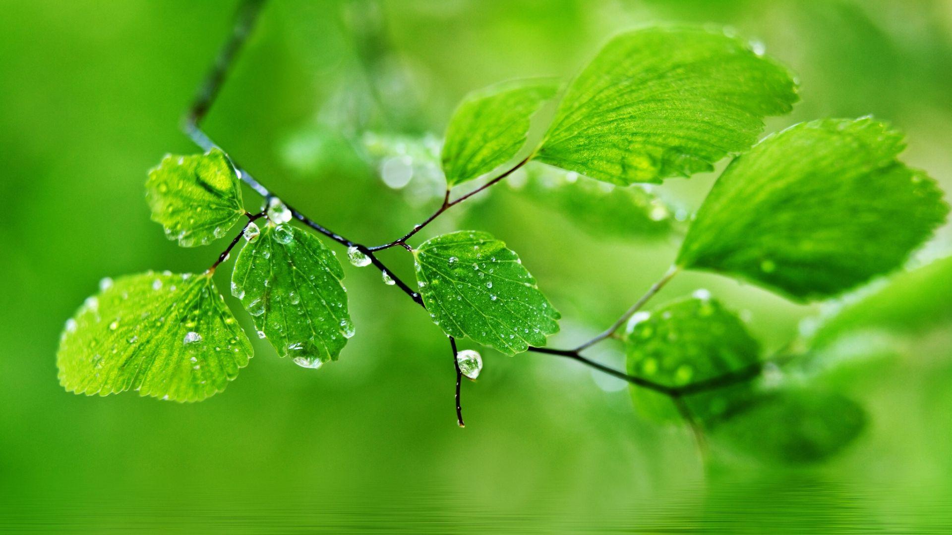 Greenery Nature Hd Wallpapers