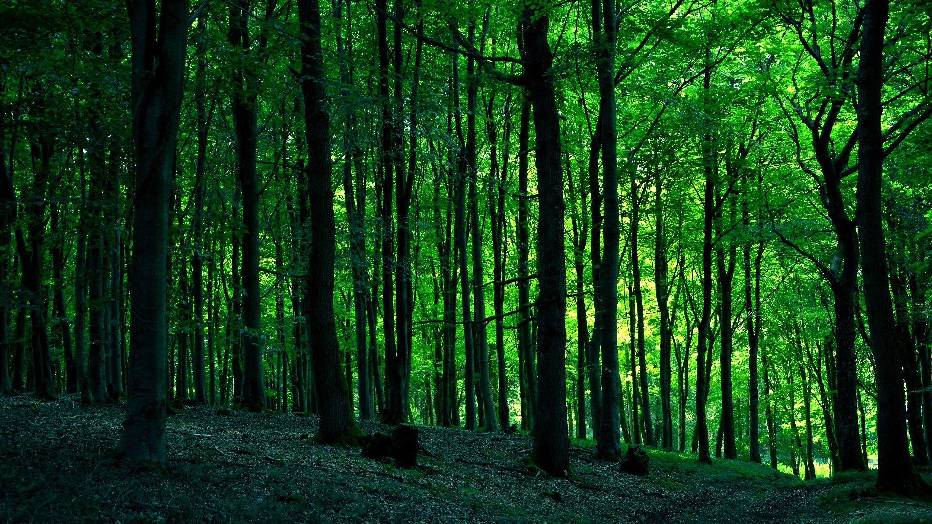 Greenery Wallpapers