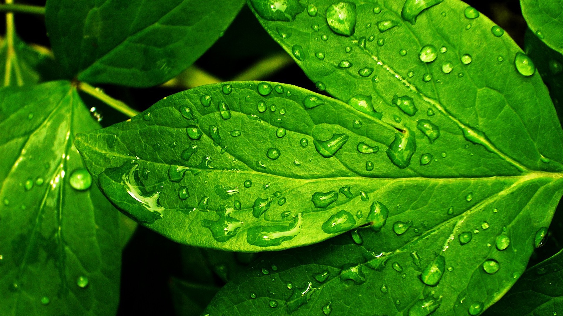 Greenery Wallpapers