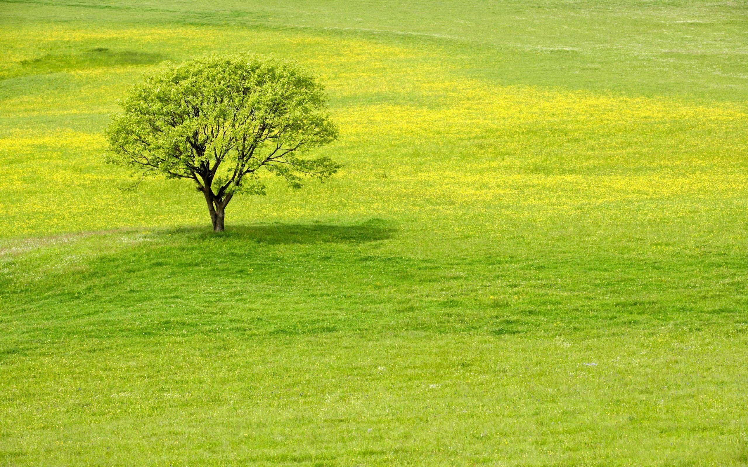 Greenery Wallpapers