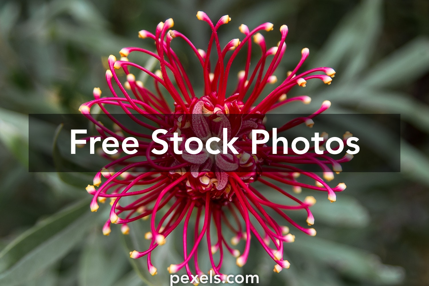 Grevillea Wallpapers