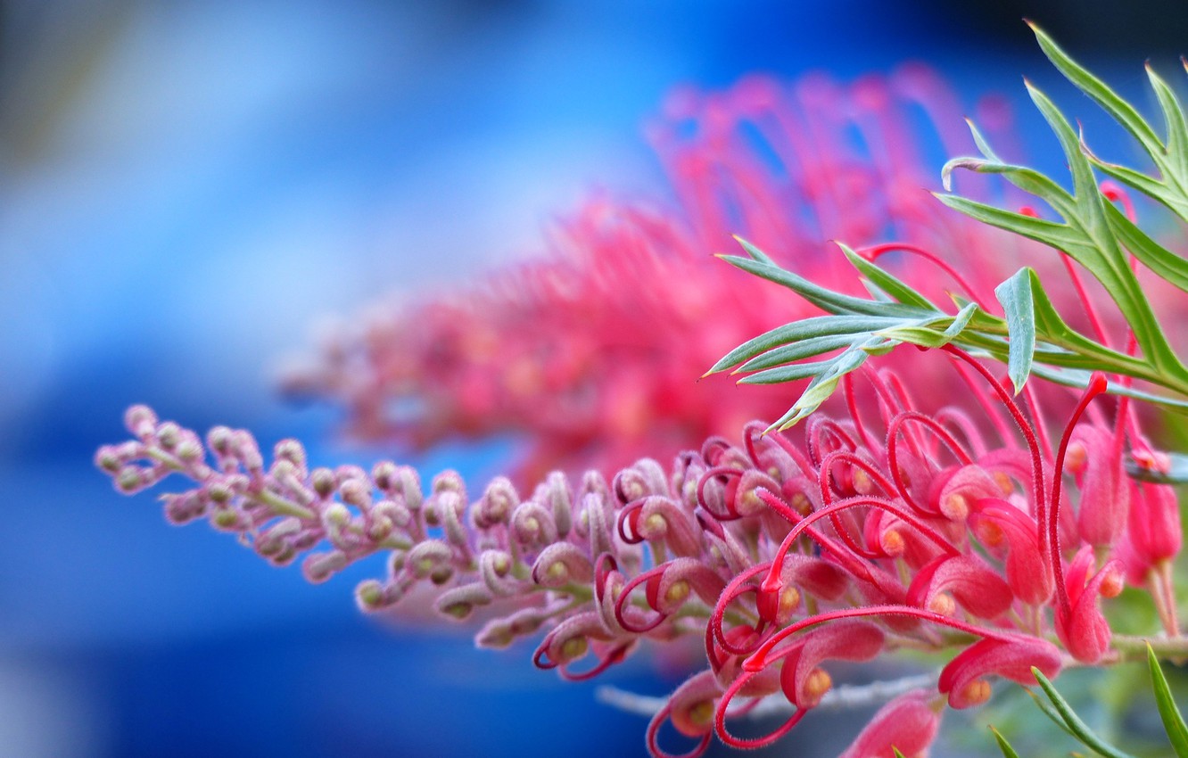 Grevillea Wallpapers