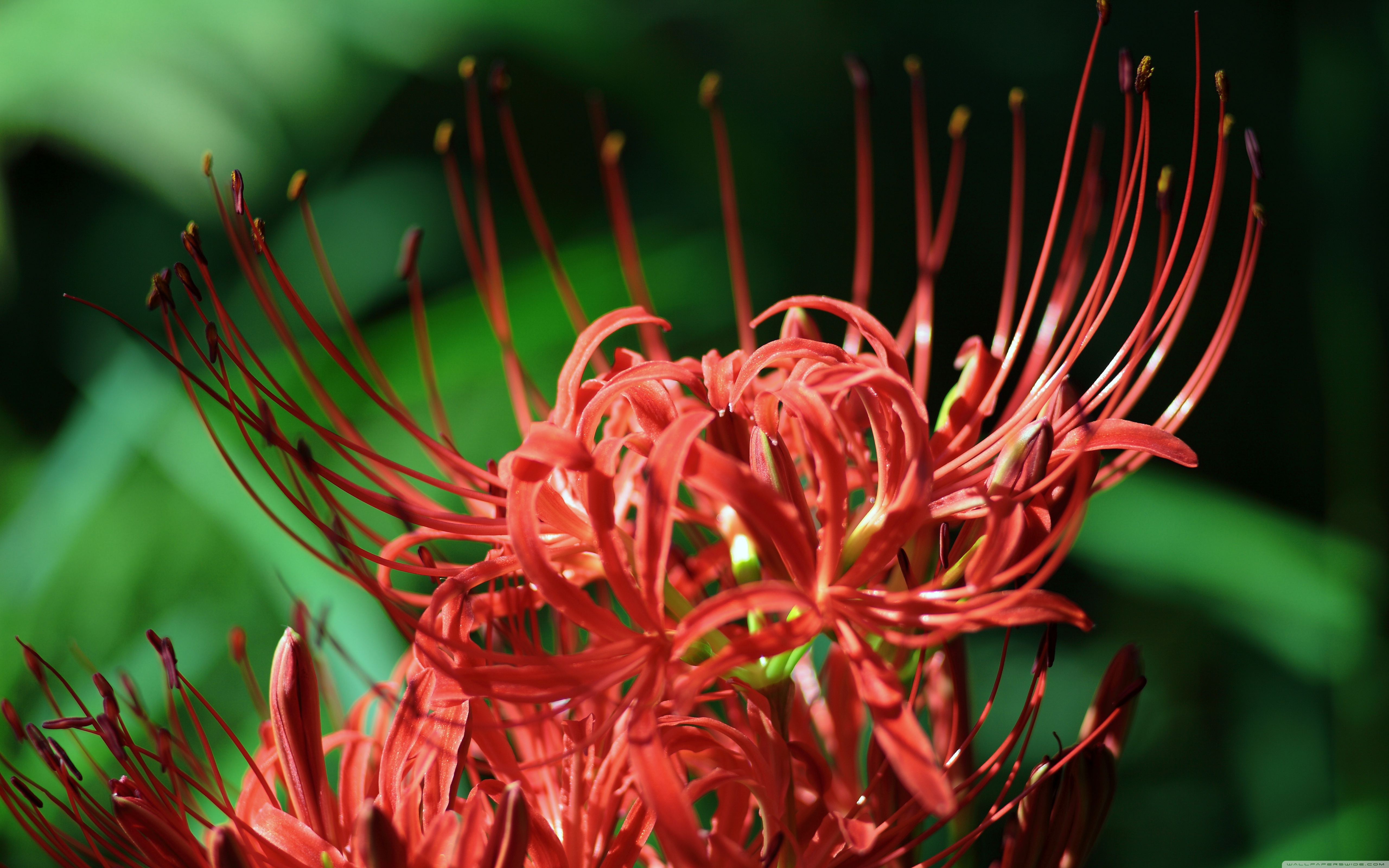 Grevillea Wallpapers