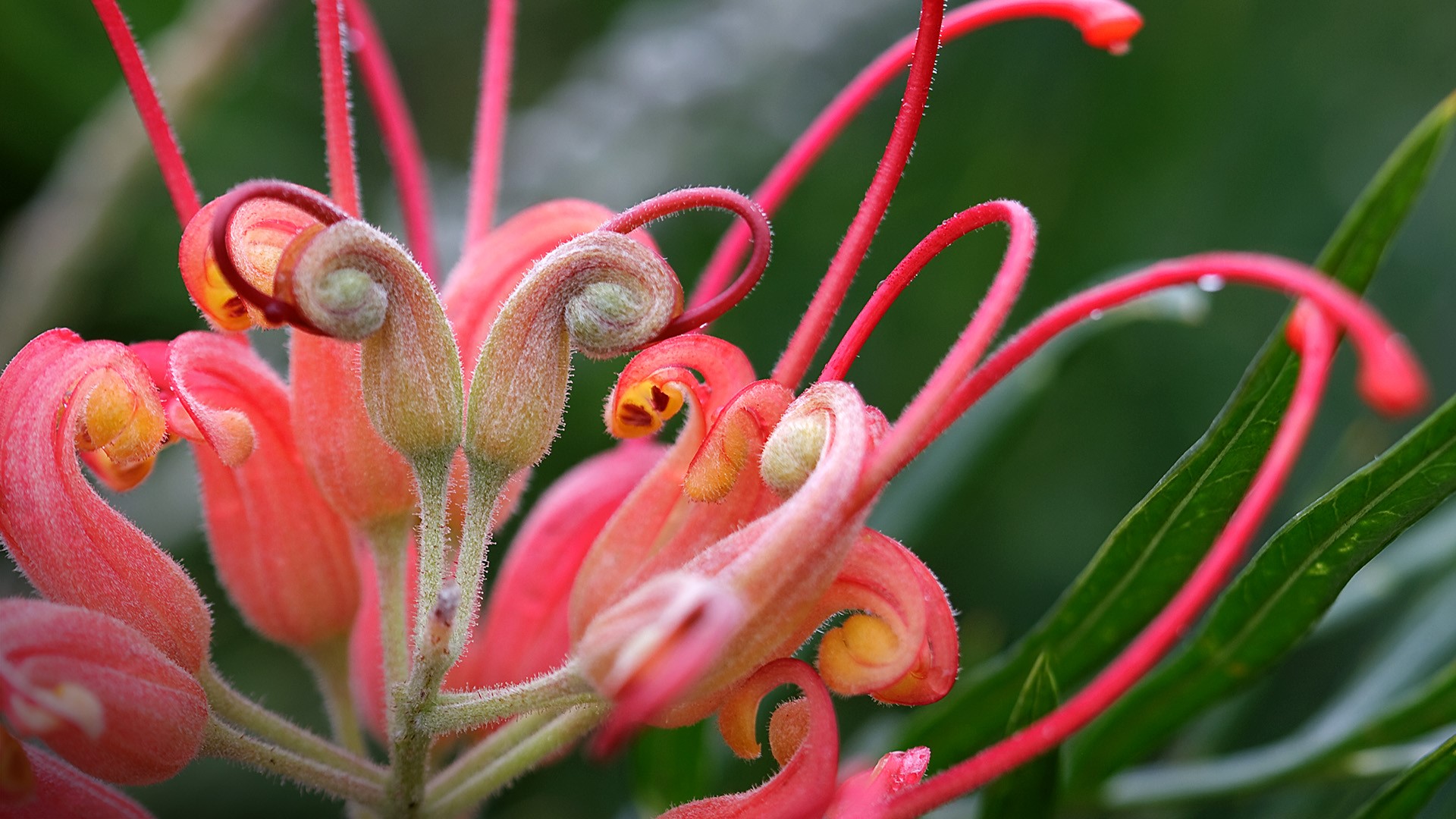 Grevillea Wallpapers