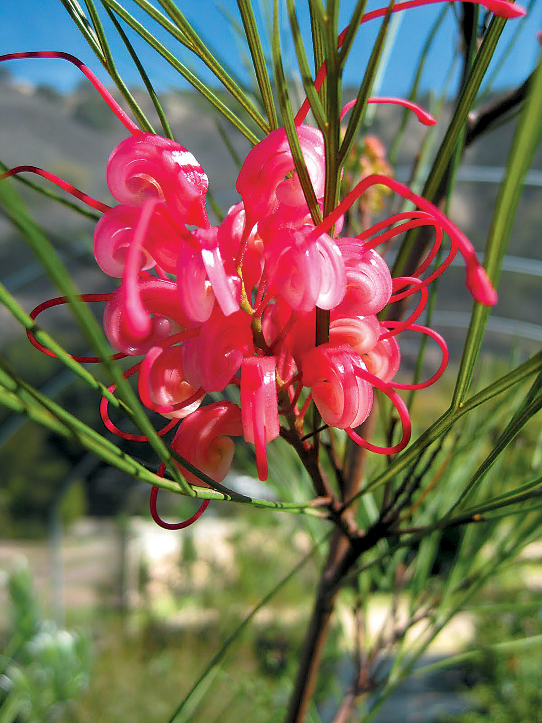 Grevillea Wallpapers