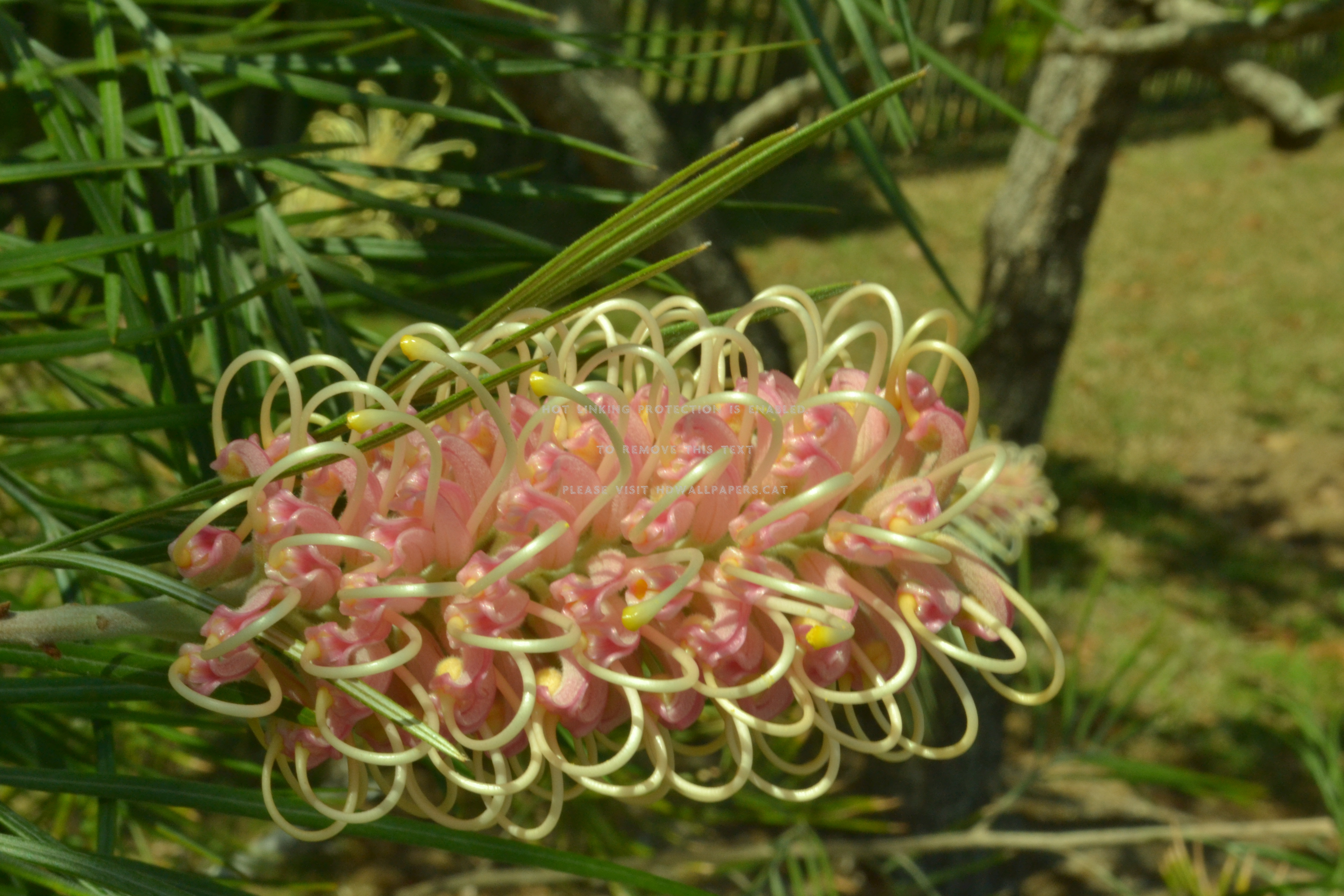 Grevillea Wallpapers