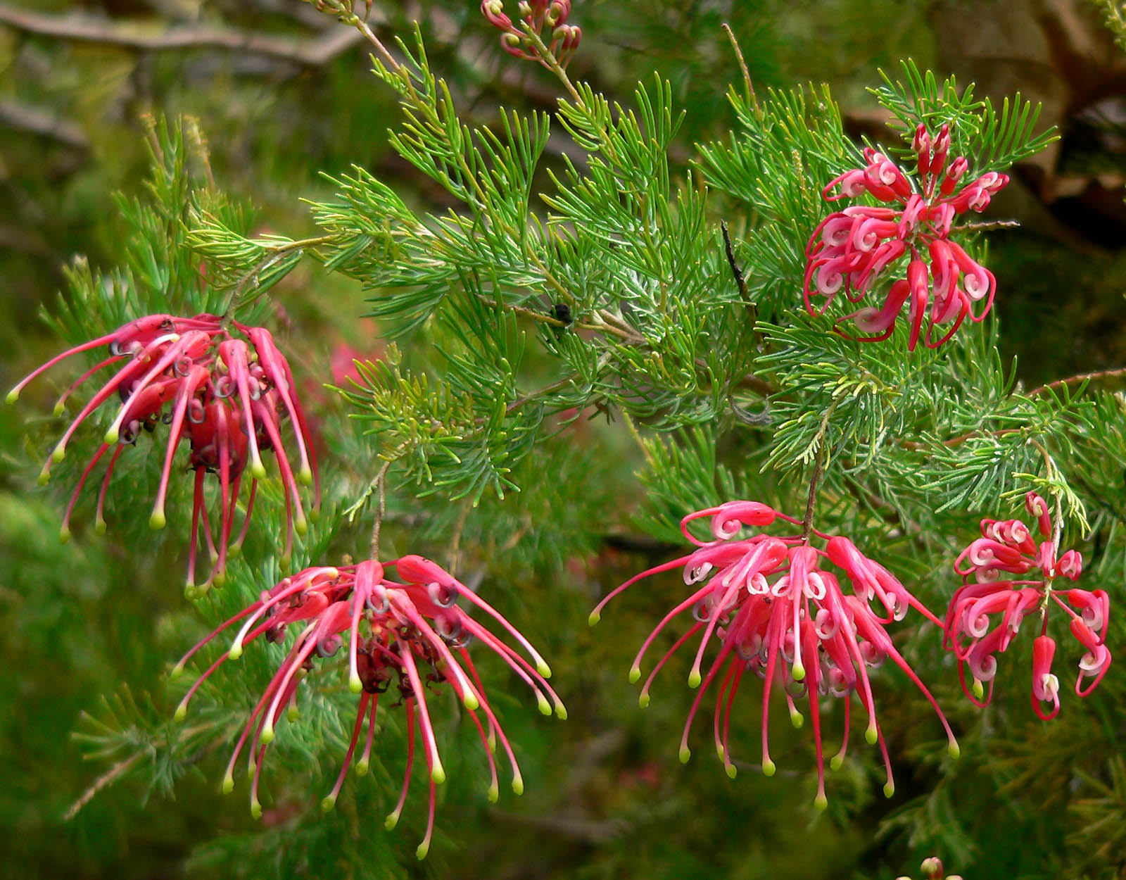 Grevillea Wallpapers