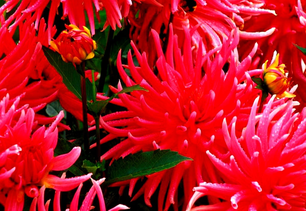 Grevillea Wallpapers