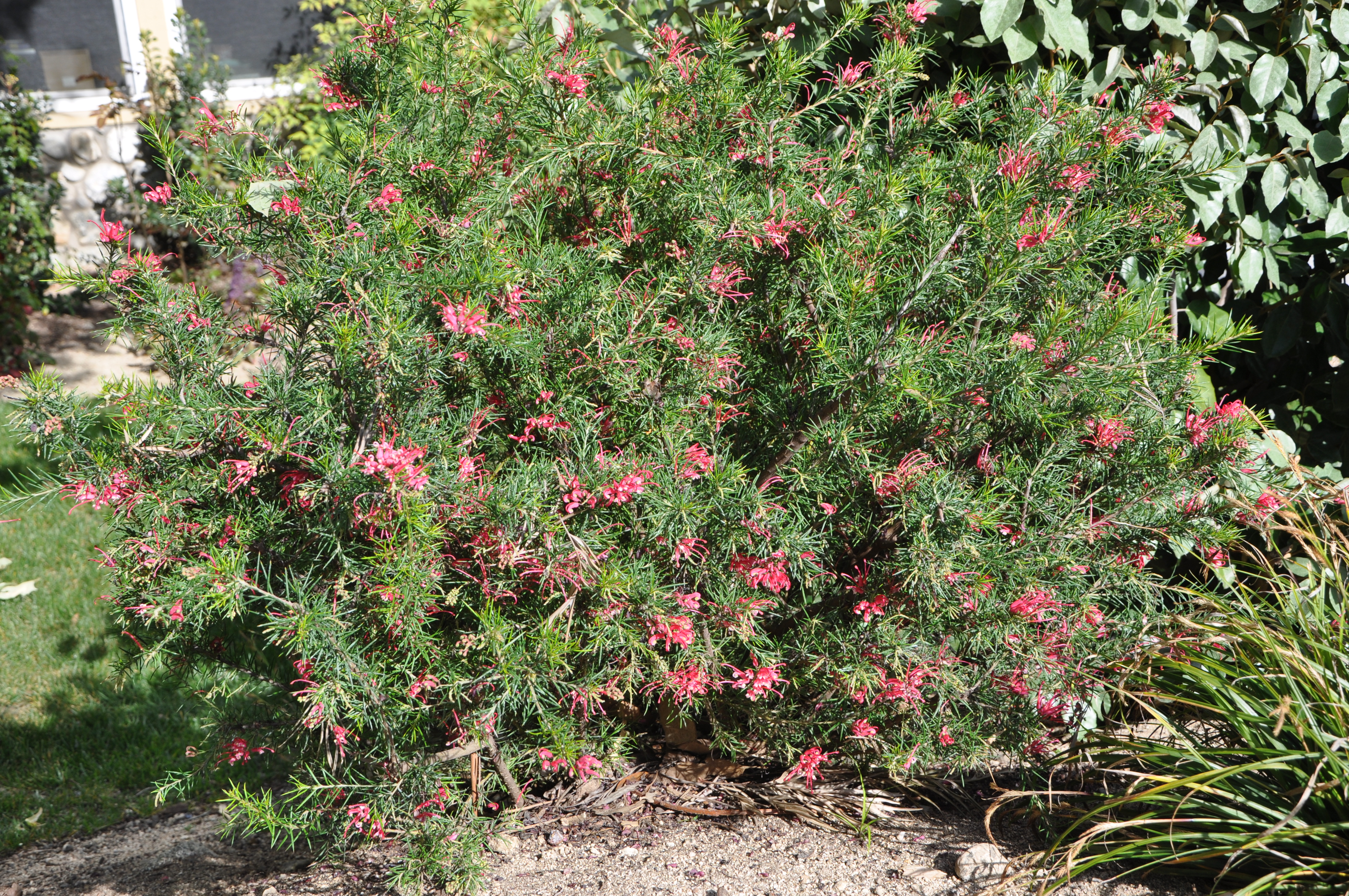 Grevillea Wallpapers