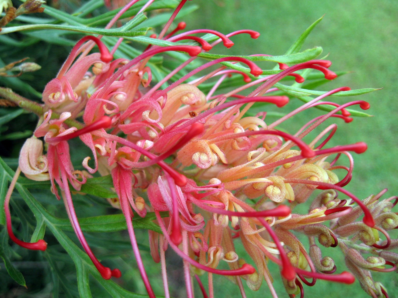 Grevillea Wallpapers