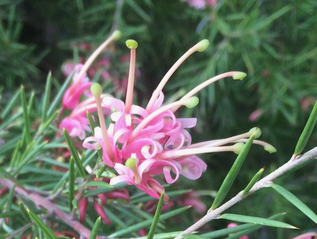 Grevillea Wallpapers