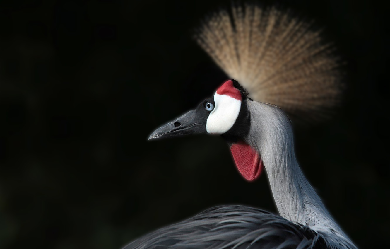 Grey Crowned Crane Wallpapers