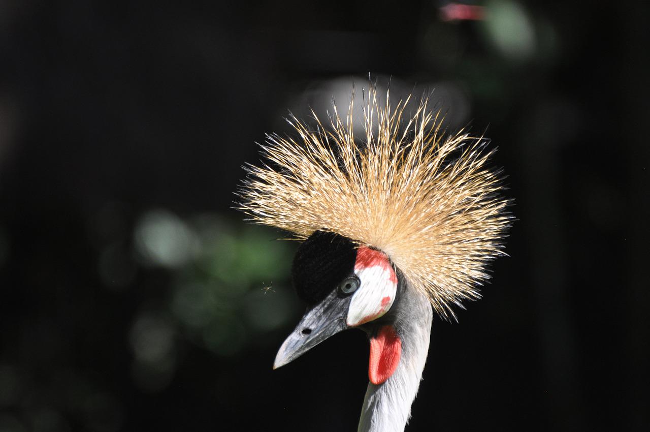 Grey Crowned Crane Wallpapers