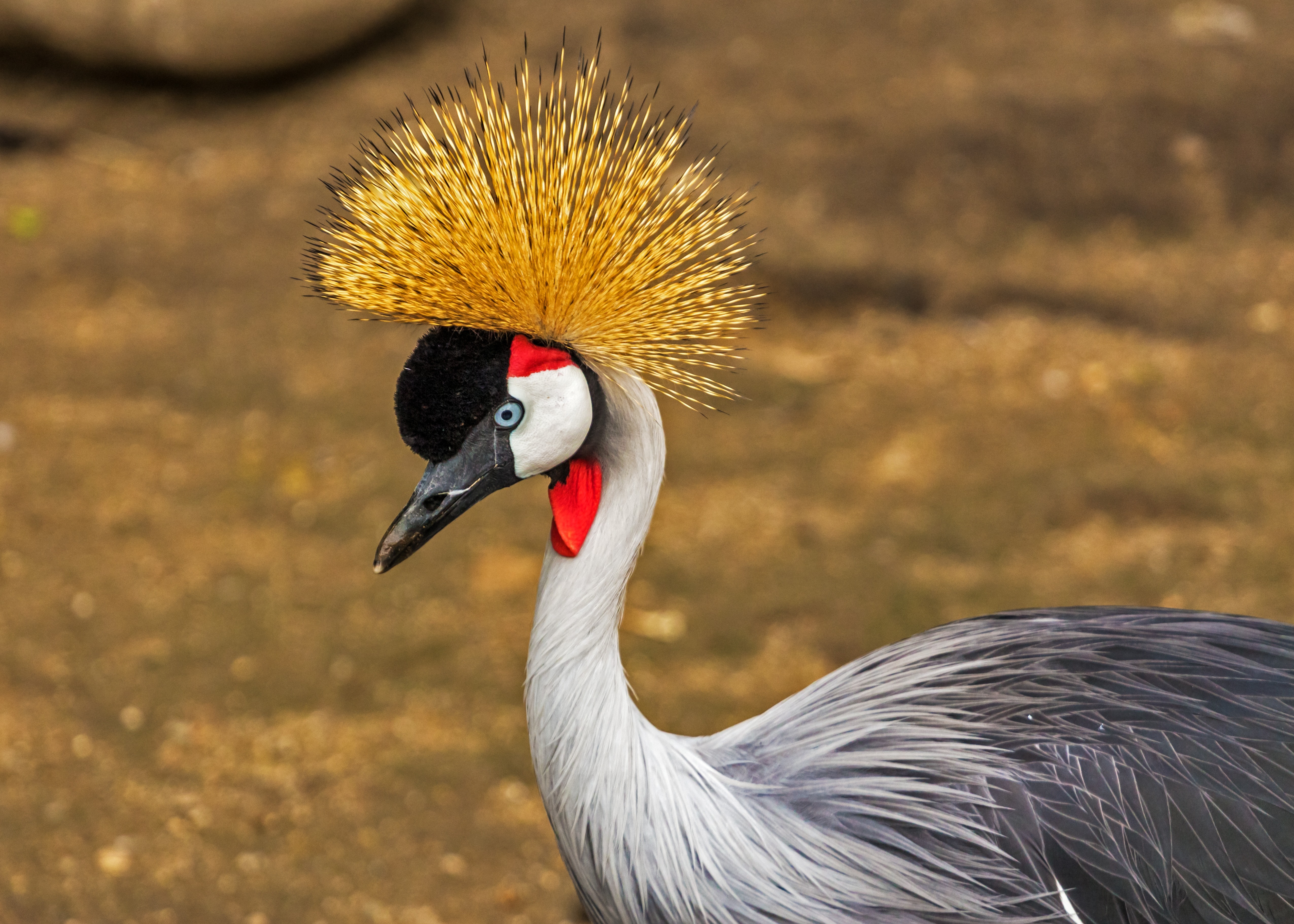 Grey Crowned Crane Wallpapers