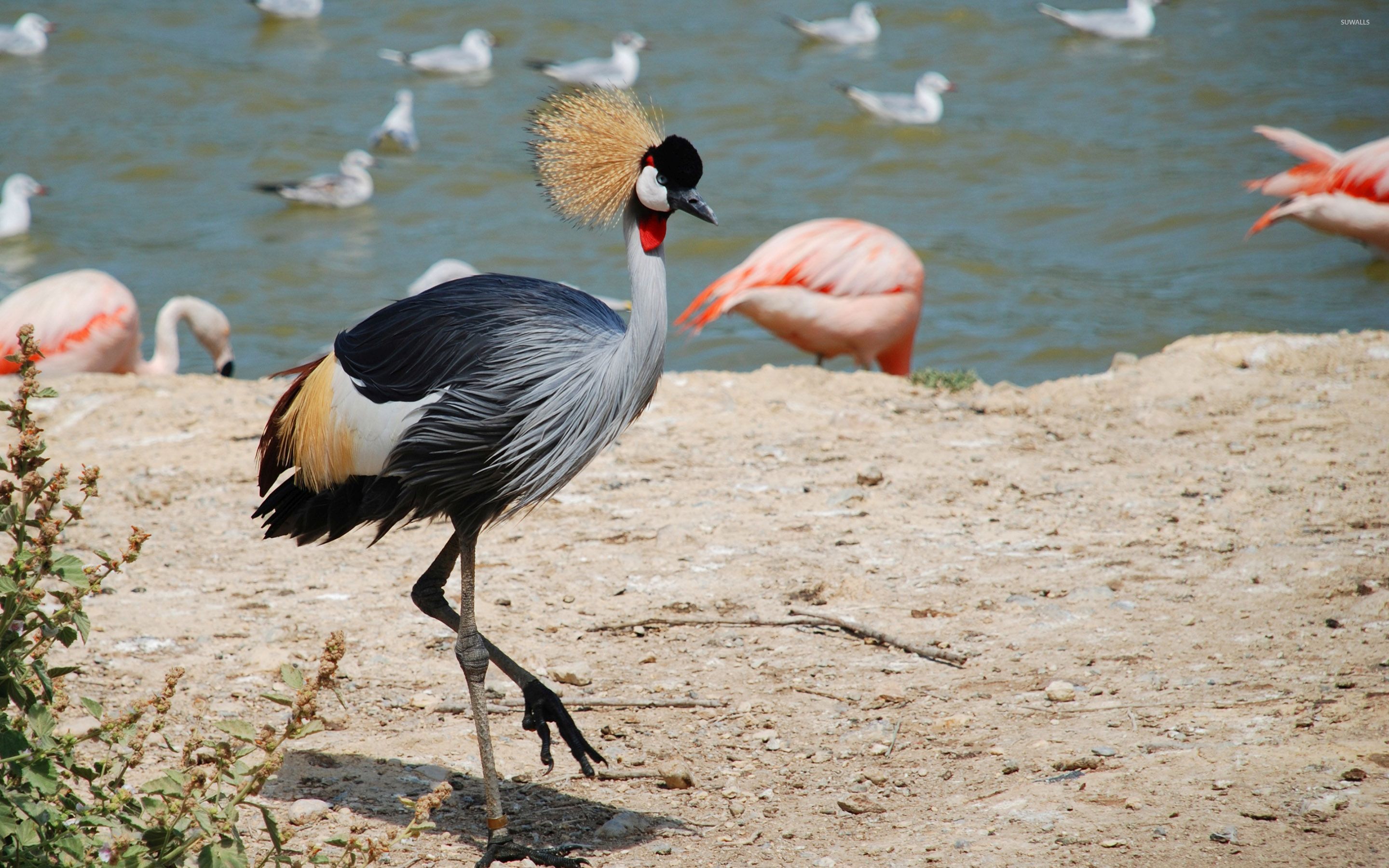 Grey Crowned Crane Wallpapers