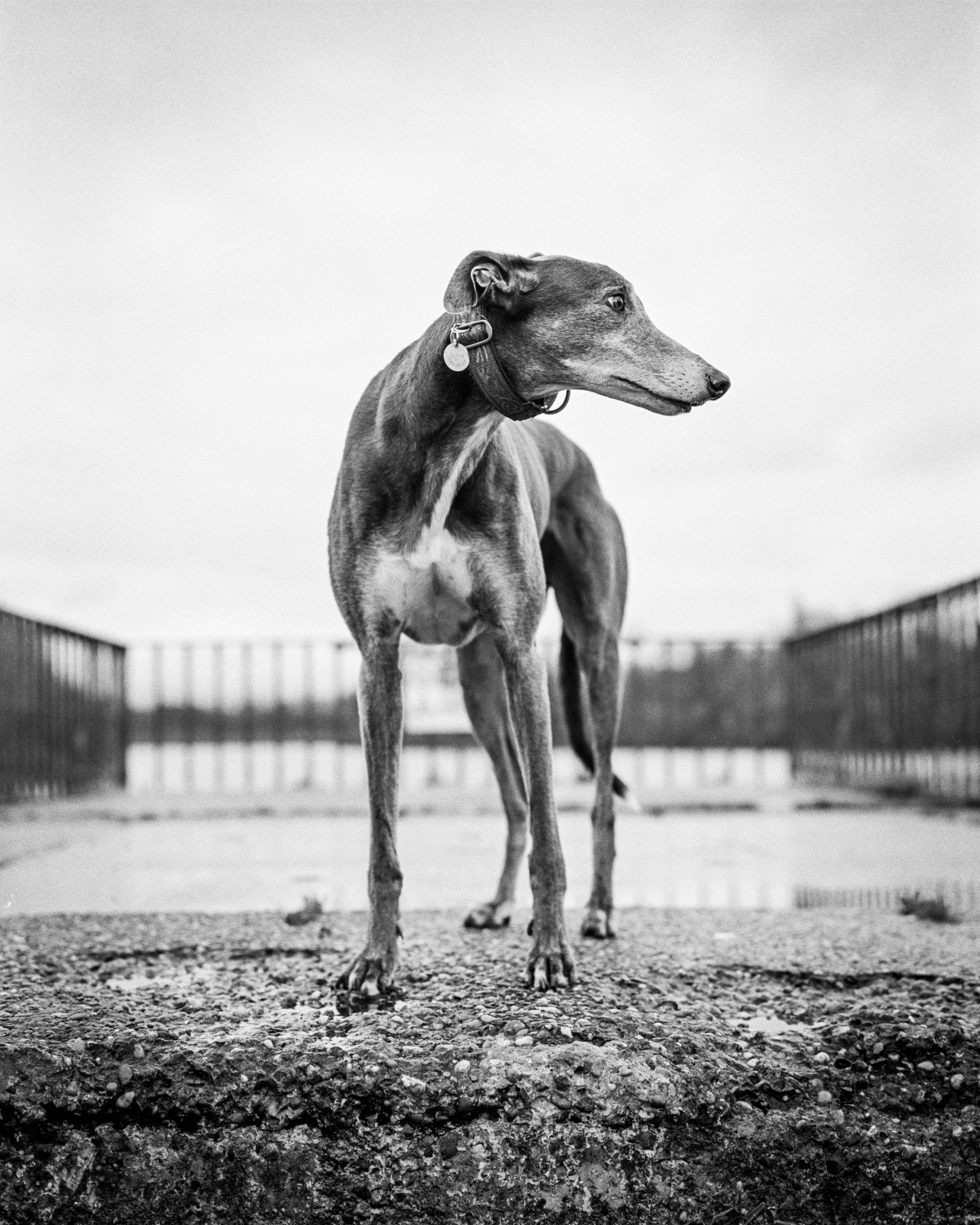 Greyhound 4K Wallpapers