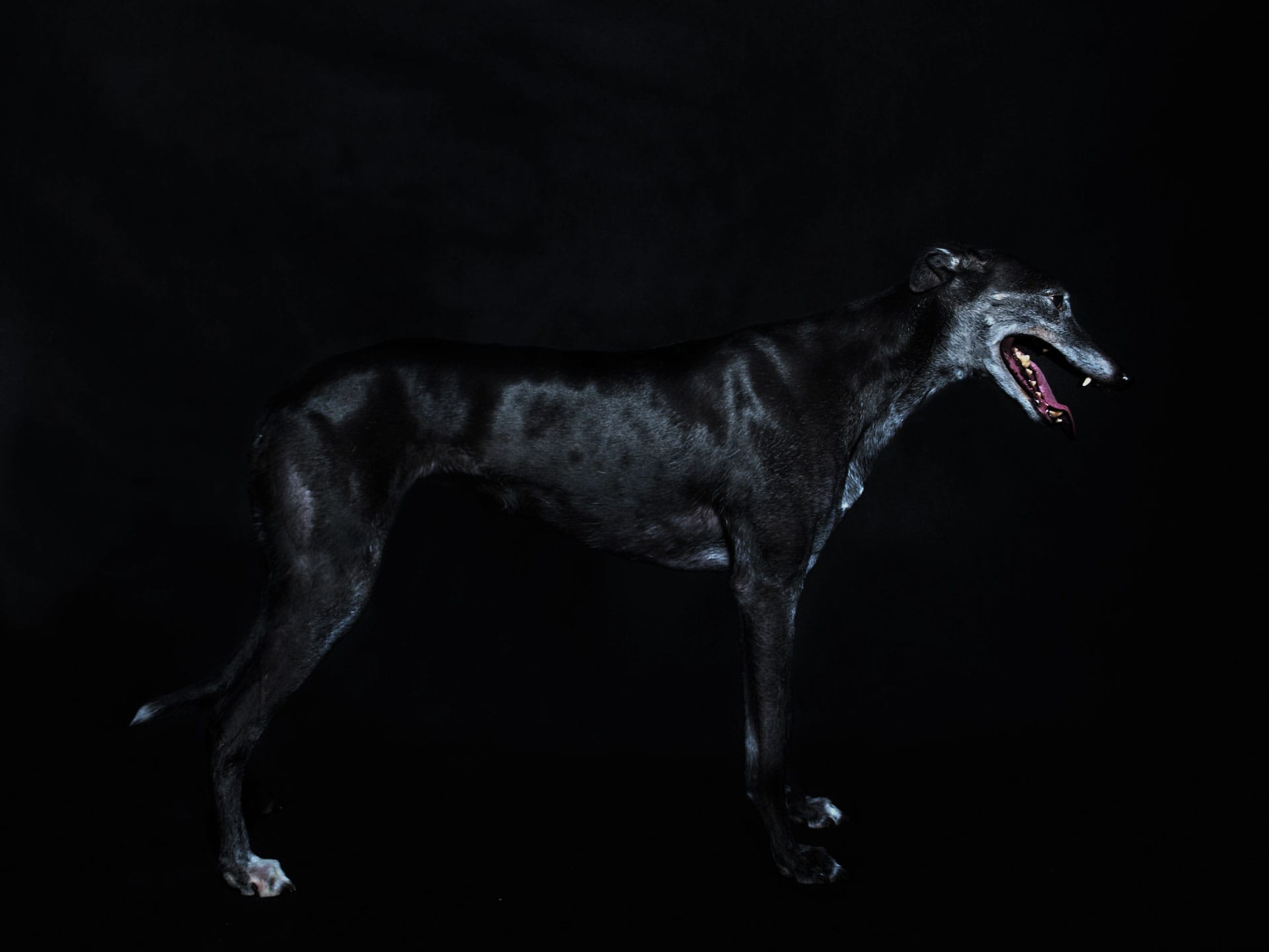 Greyhound 4K Wallpapers