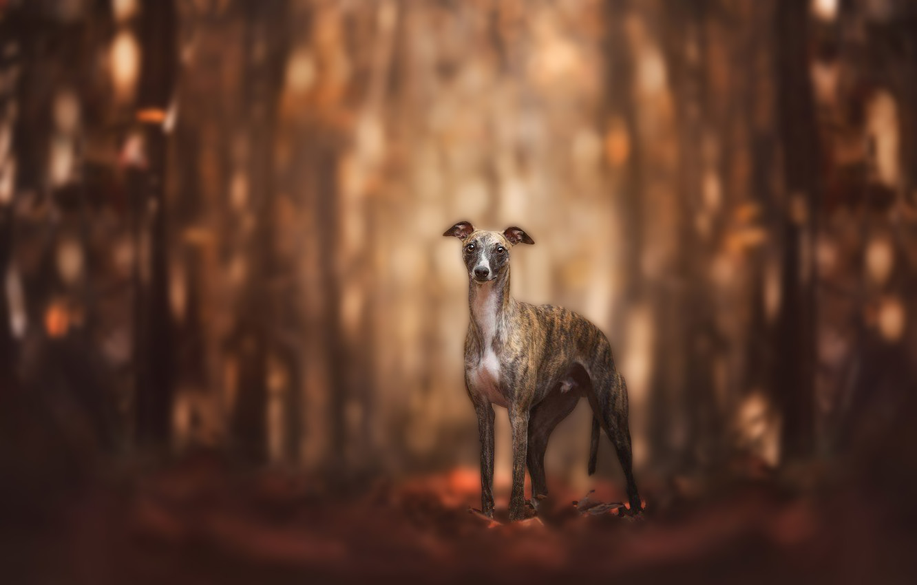 Greyhound 4K Wallpapers