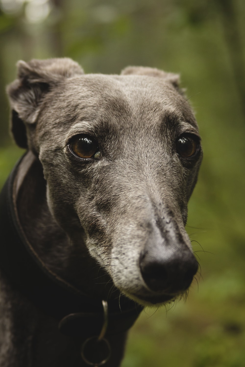 Greyhound 4K Wallpapers