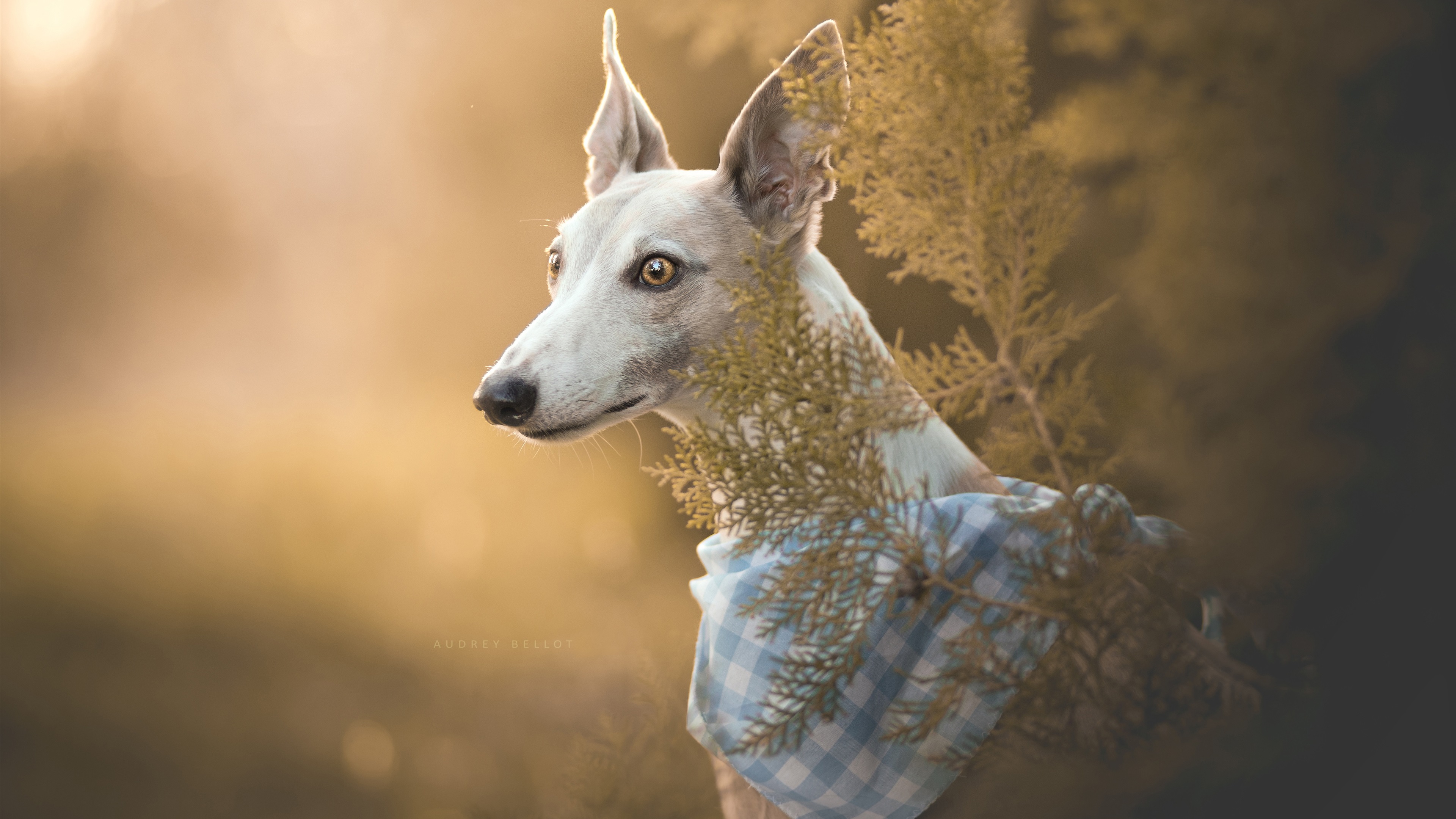 Greyhound Movie Wallpapers