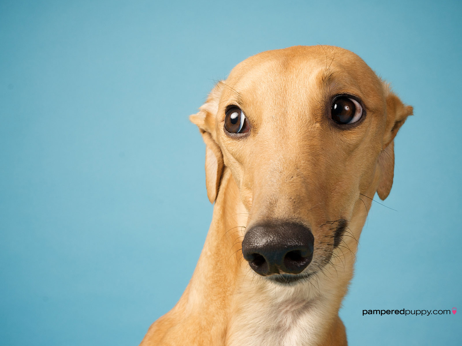 Greyhound Movie Wallpapers