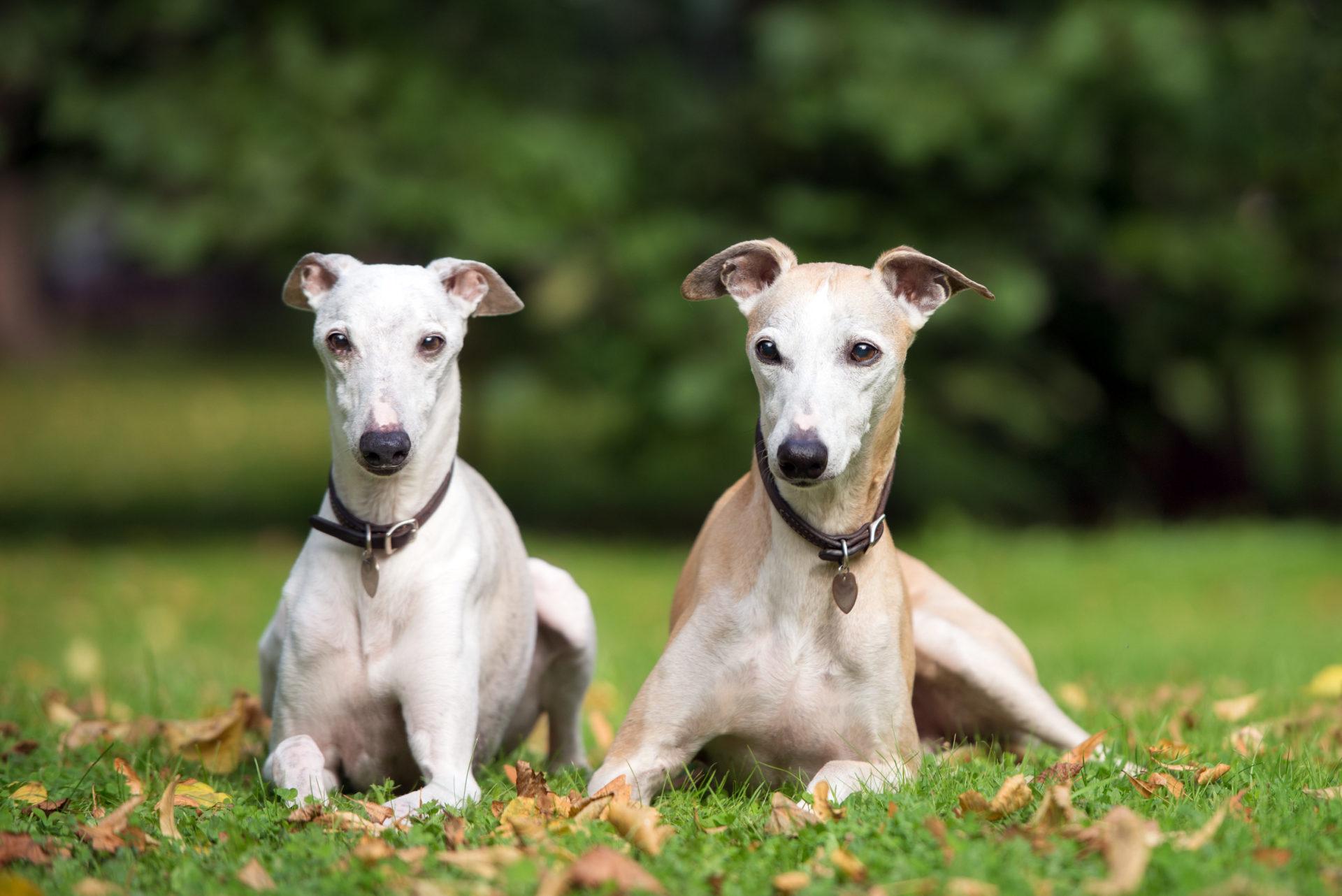 Greyhound Wallpapers