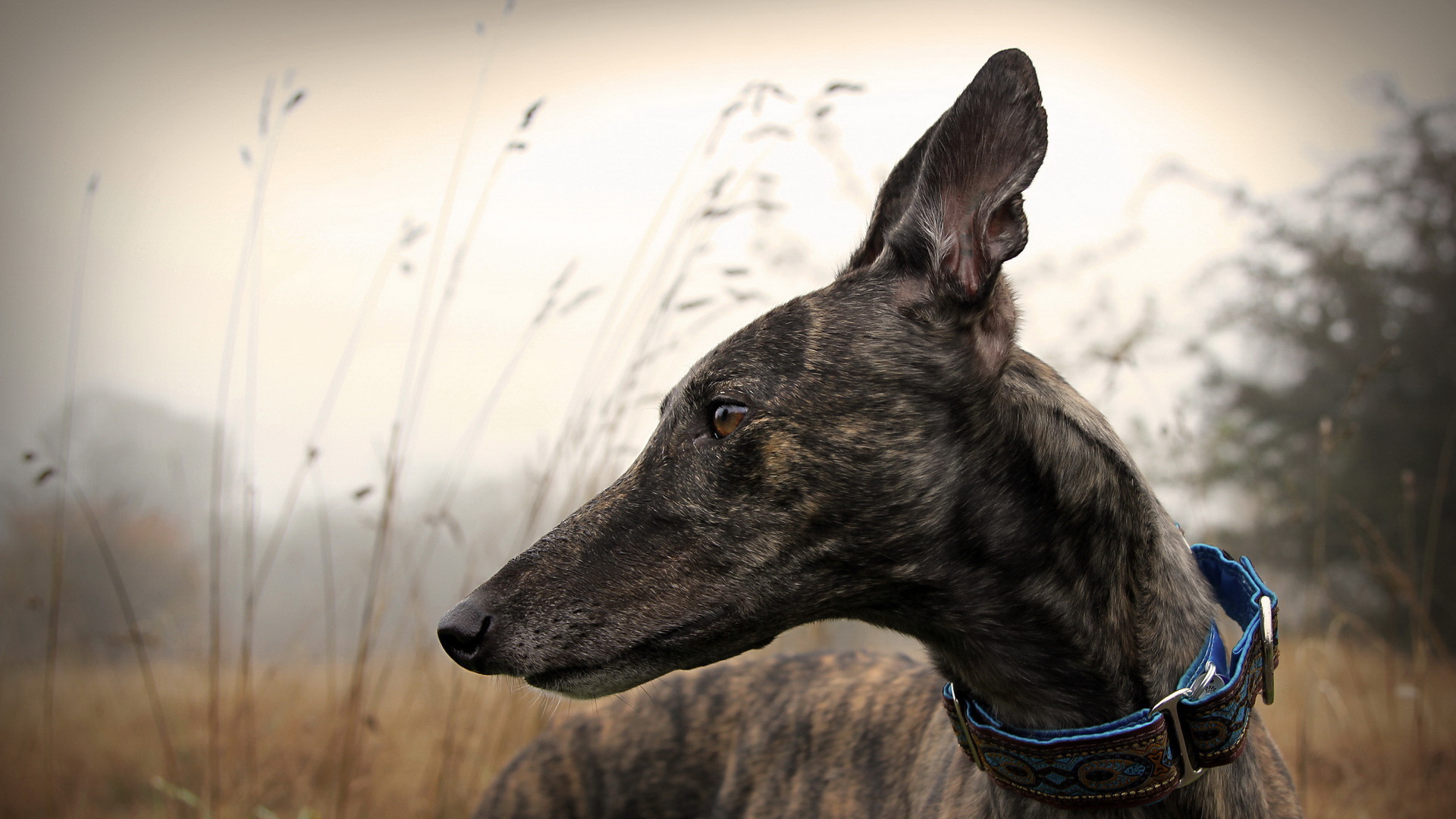 Greyhound Wallpapers