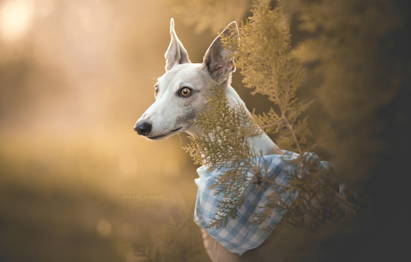 Greyhound Wallpapers