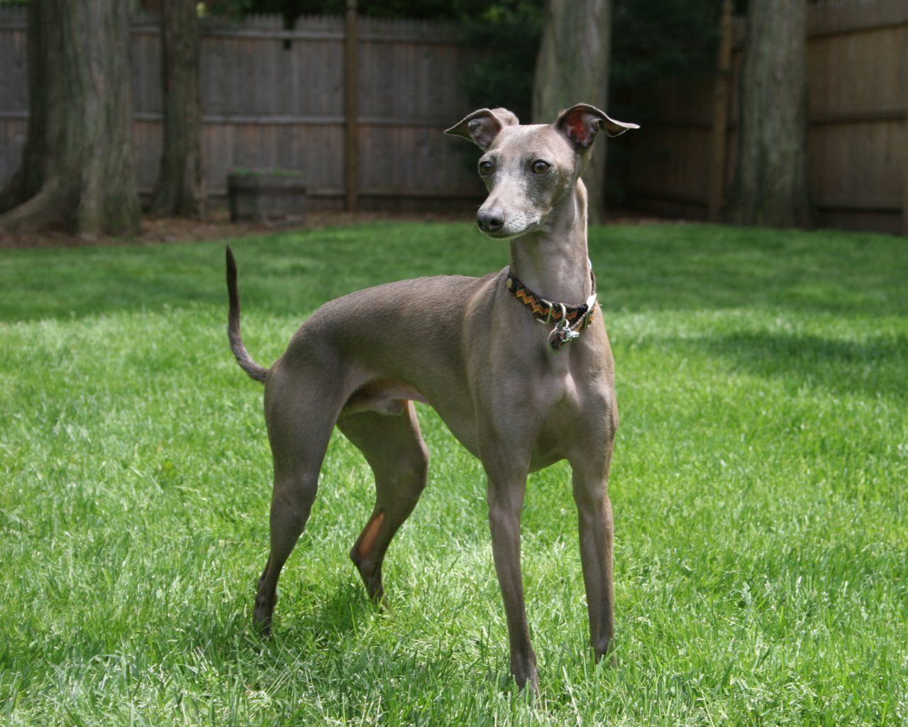 Greyhound Wallpapers