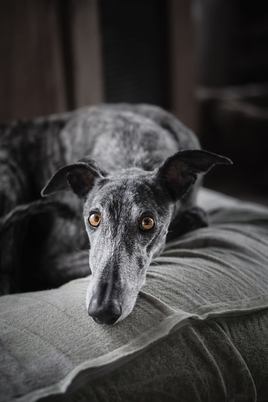 Greyhound Wallpapers