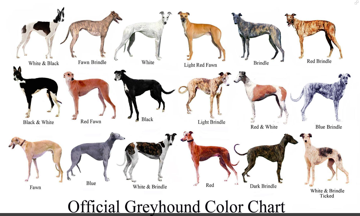 Greyhound Wallpapers